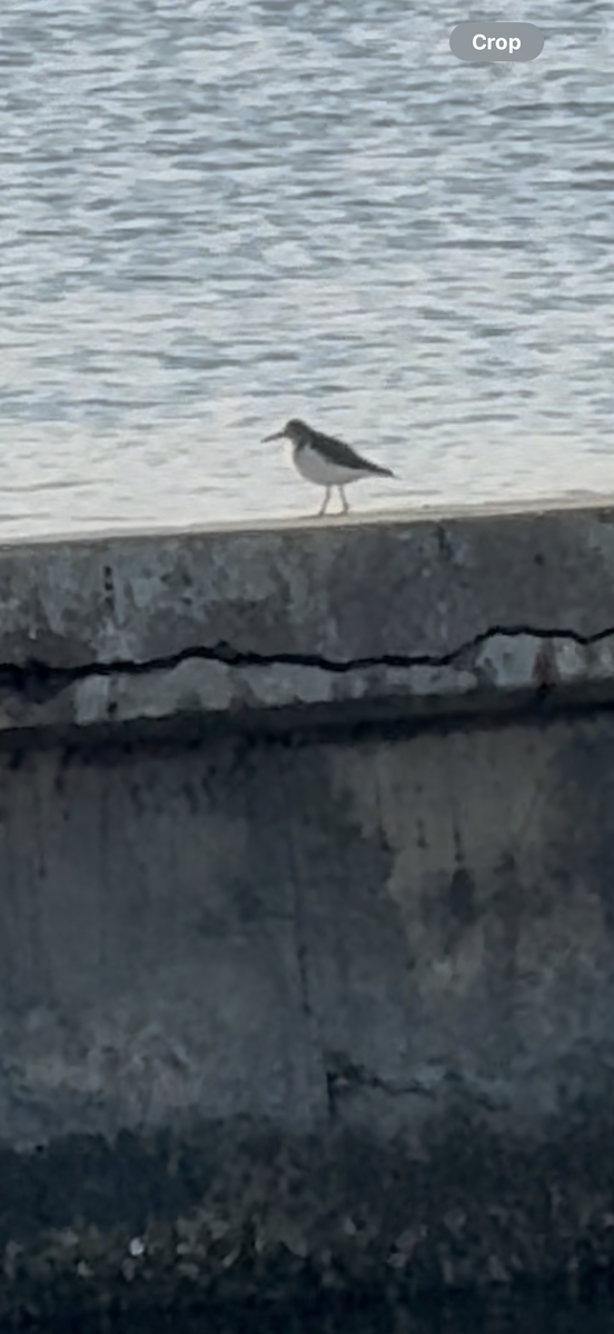 Spotted Sandpiper - ML645855880