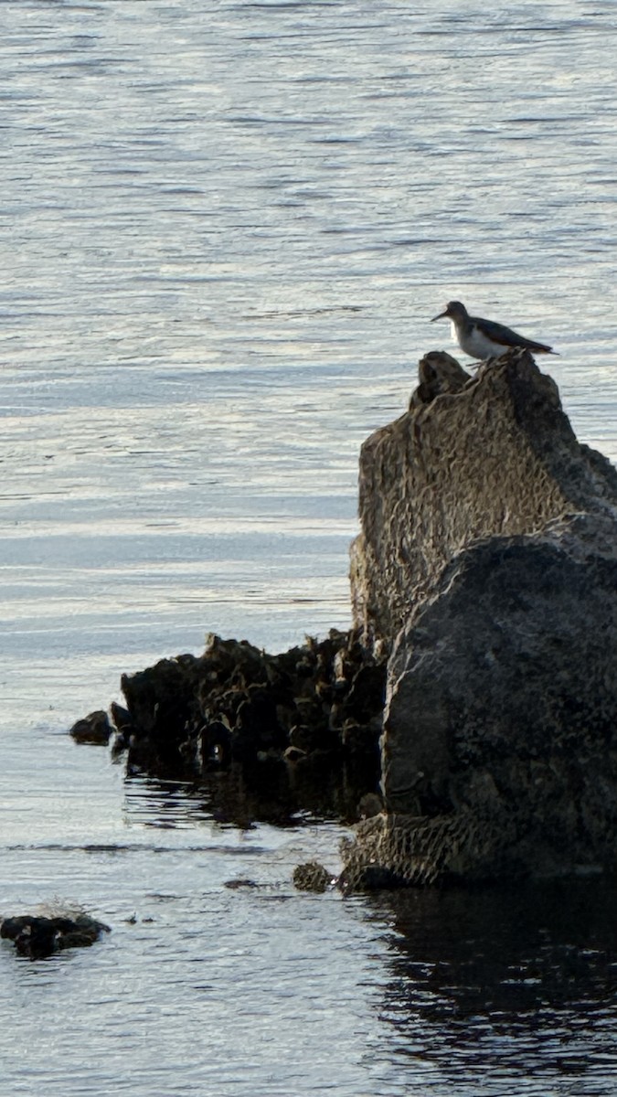 Spotted Sandpiper - ML645855881