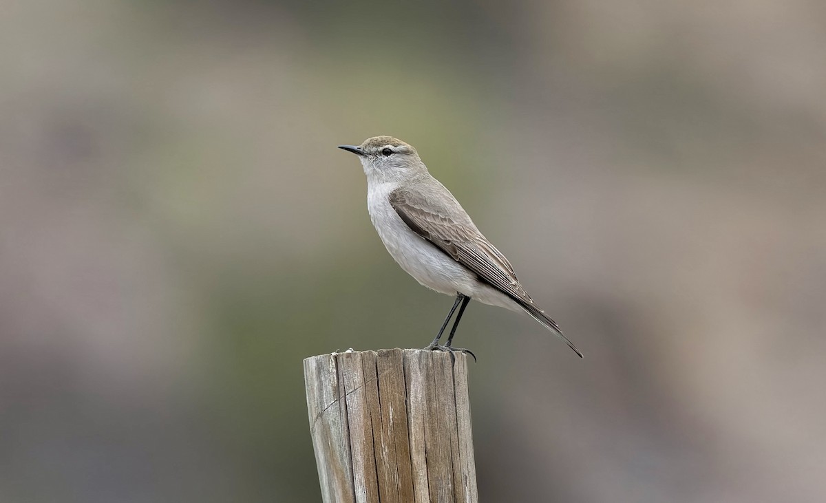 White-browed Ground-Tyrant - ML645855894