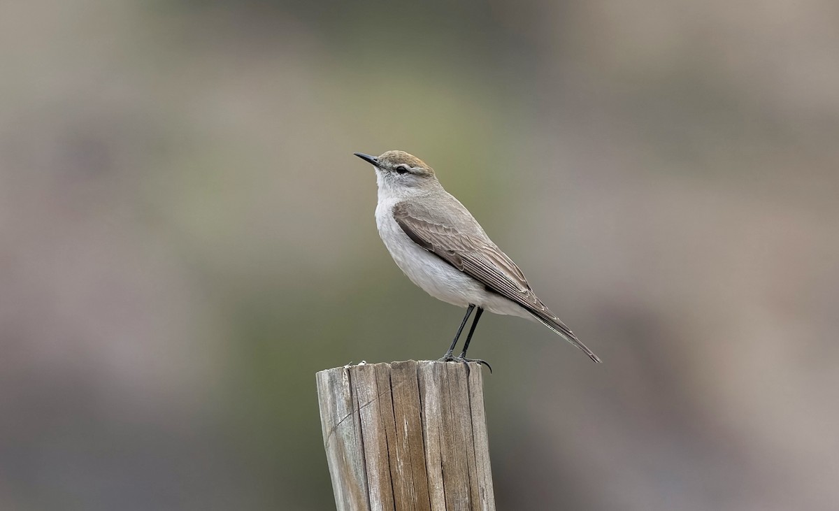 White-browed Ground-Tyrant - ML645855895