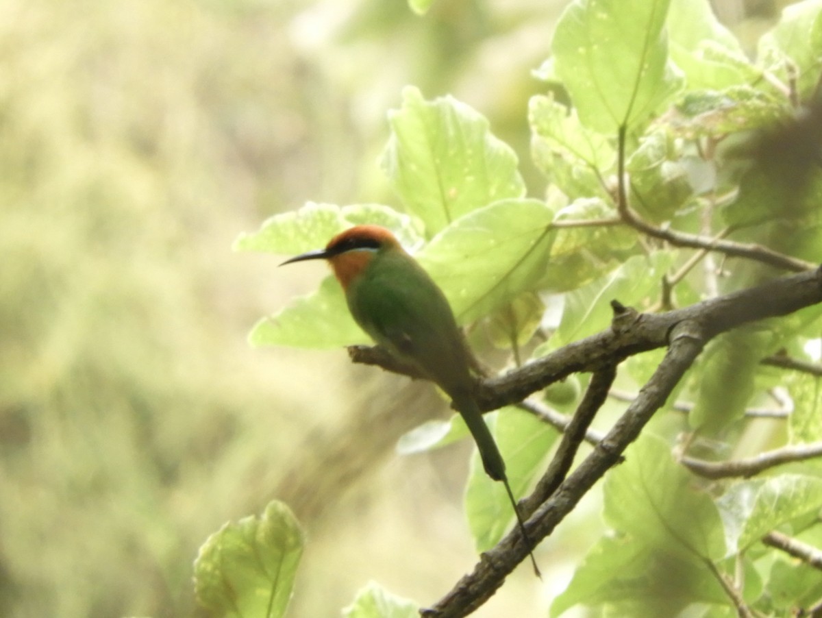 Böhm's Bee-eater - ML645855897