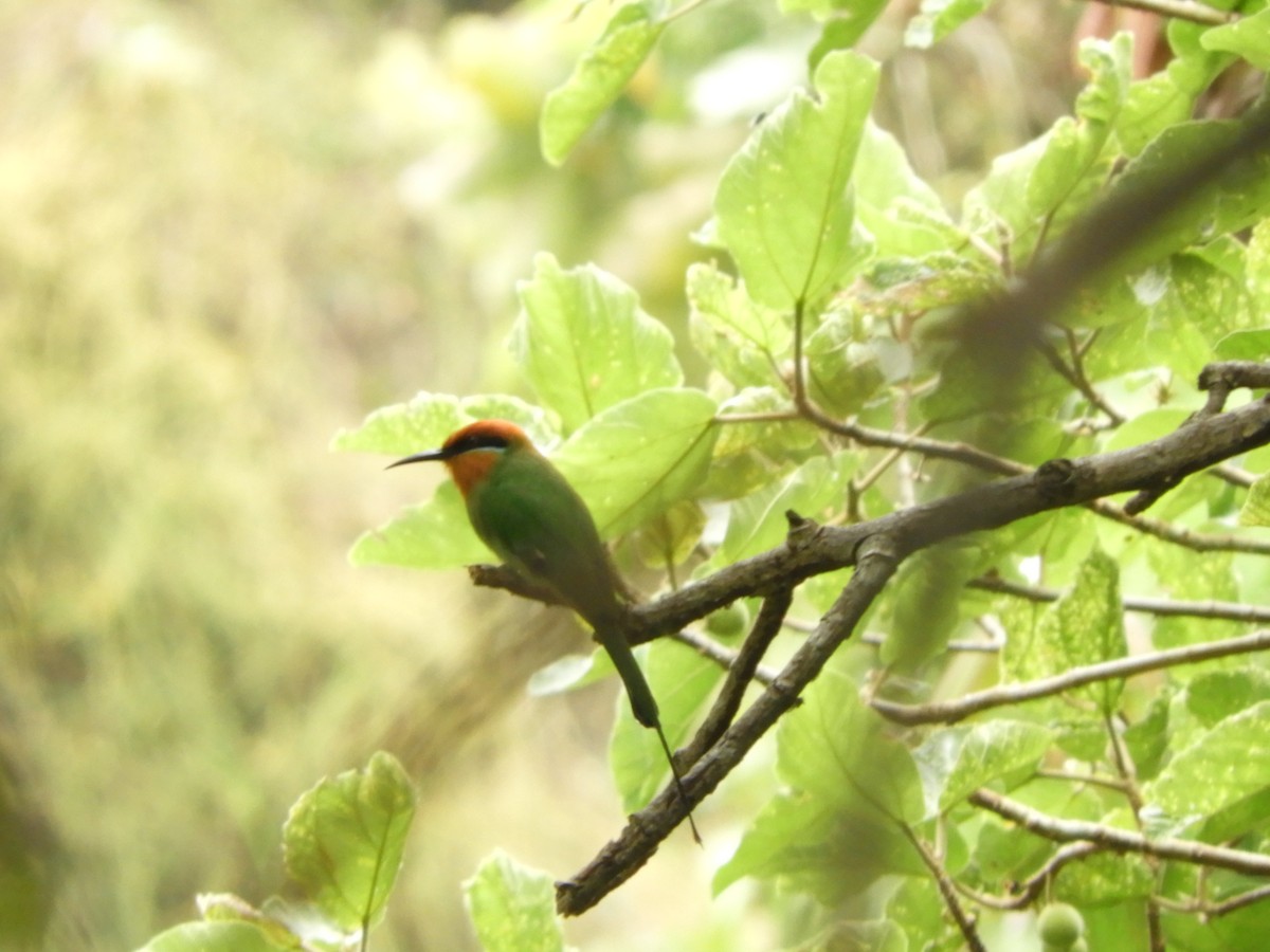Böhm's Bee-eater - ML645855898