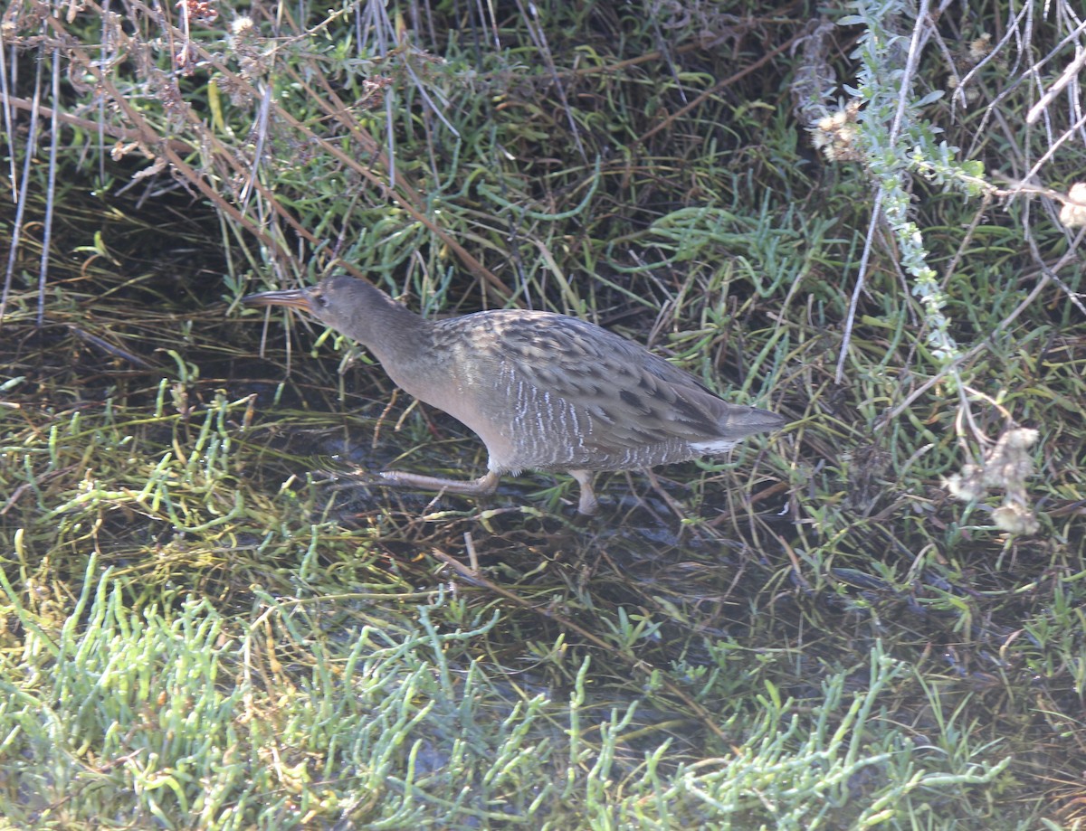 Ridgway's Rail (Light-footed) - ML645855899