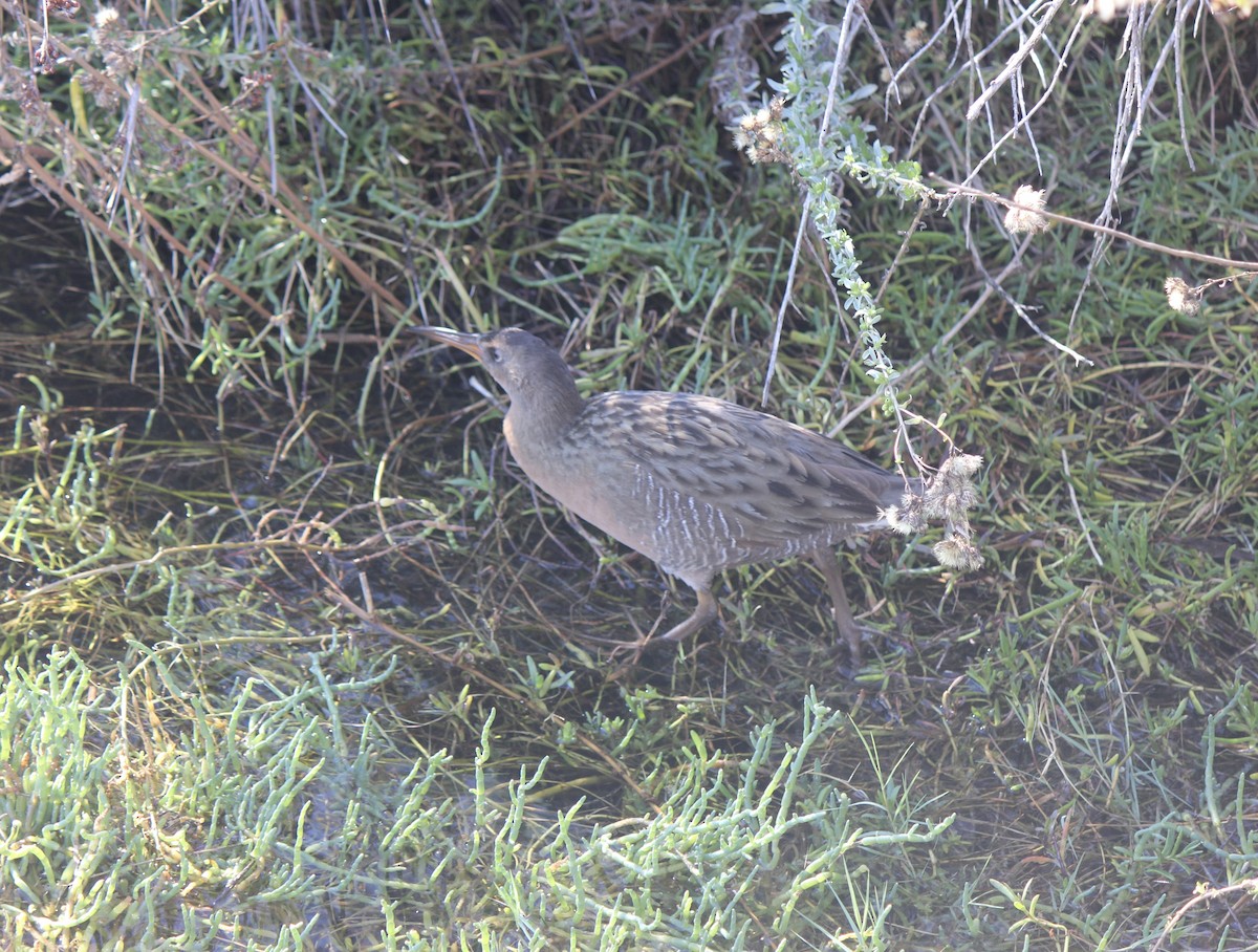 Ridgway's Rail (Light-footed) - ML645855900