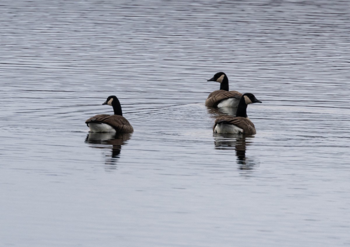 Canada Goose - ML645855902