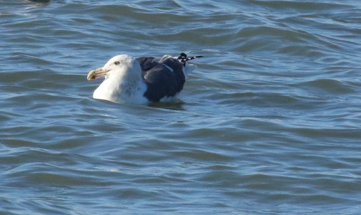 American Herring Gull - ML645855903