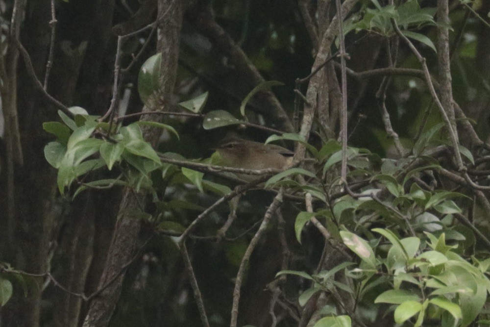 Dusky Warbler - ML645855904