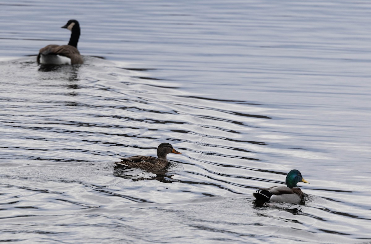 Mallard - ML645855905