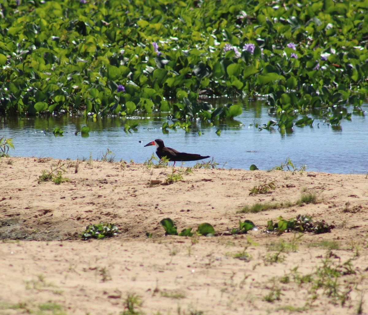 Black Skimmer - ML645855908