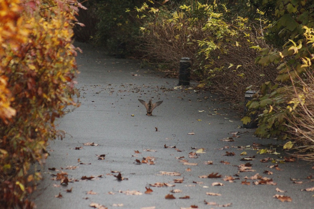 American Woodcock - ML645855909