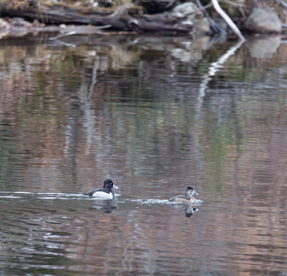 Ring-necked Duck - ML645855913