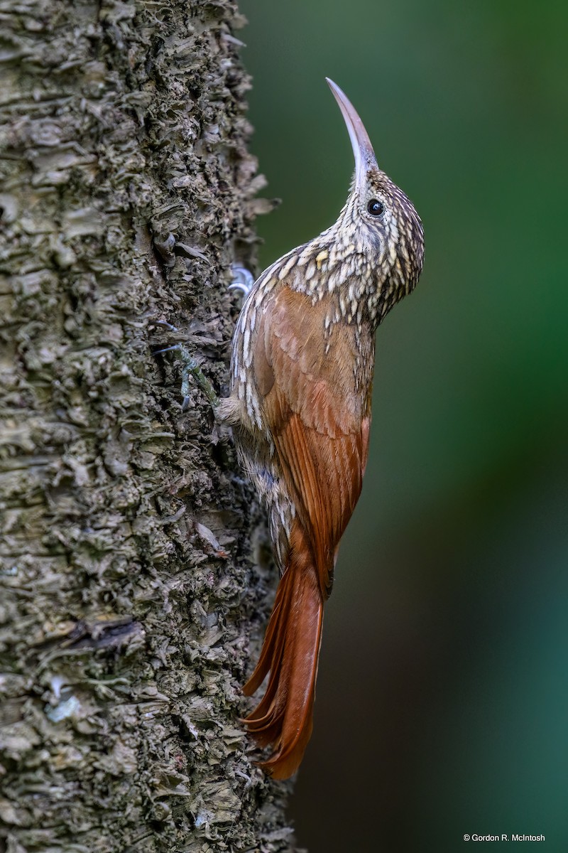 Streak-headed Woodcreeper - ML645855914