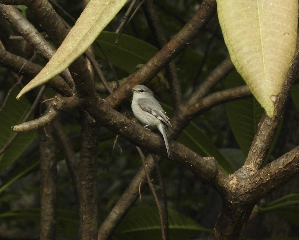 Ashy Flycatcher - ML645855917