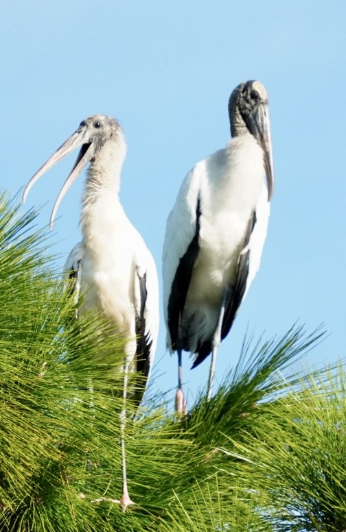Wood Stork - ML645855918