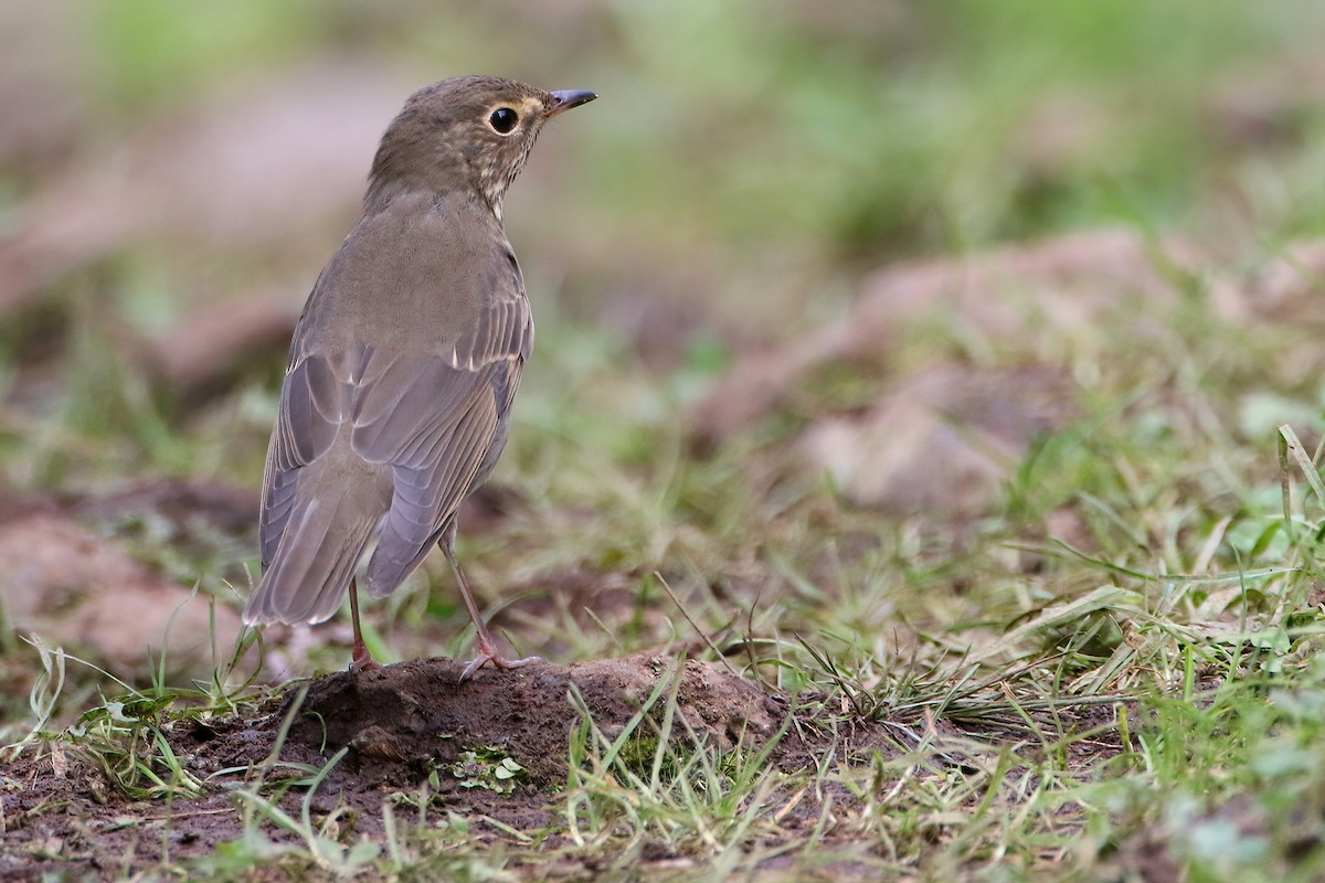 Swainson's Thrush - ML645855919