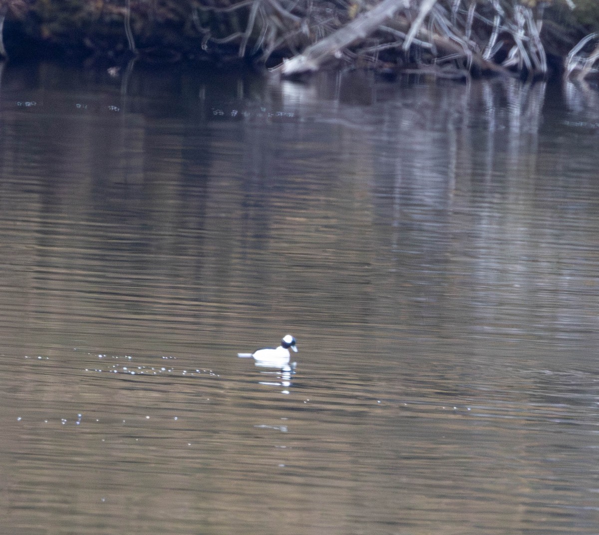 Bufflehead - ML645855920