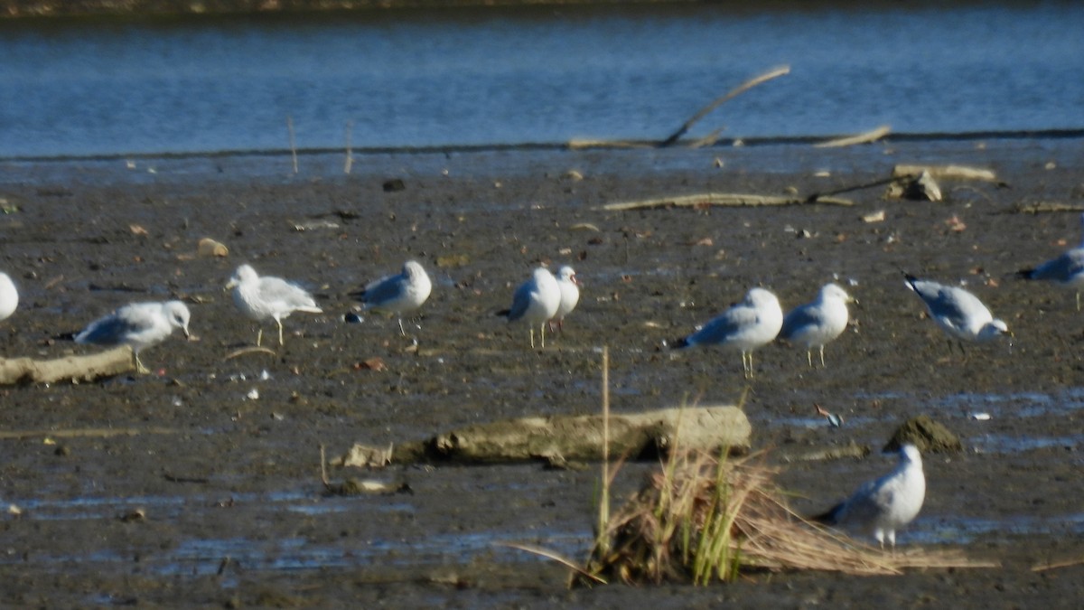 Black-headed Gull - ML645855921