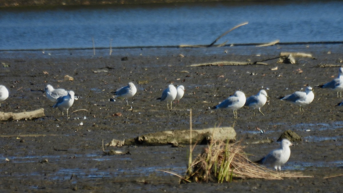 Black-headed Gull - ML645855922