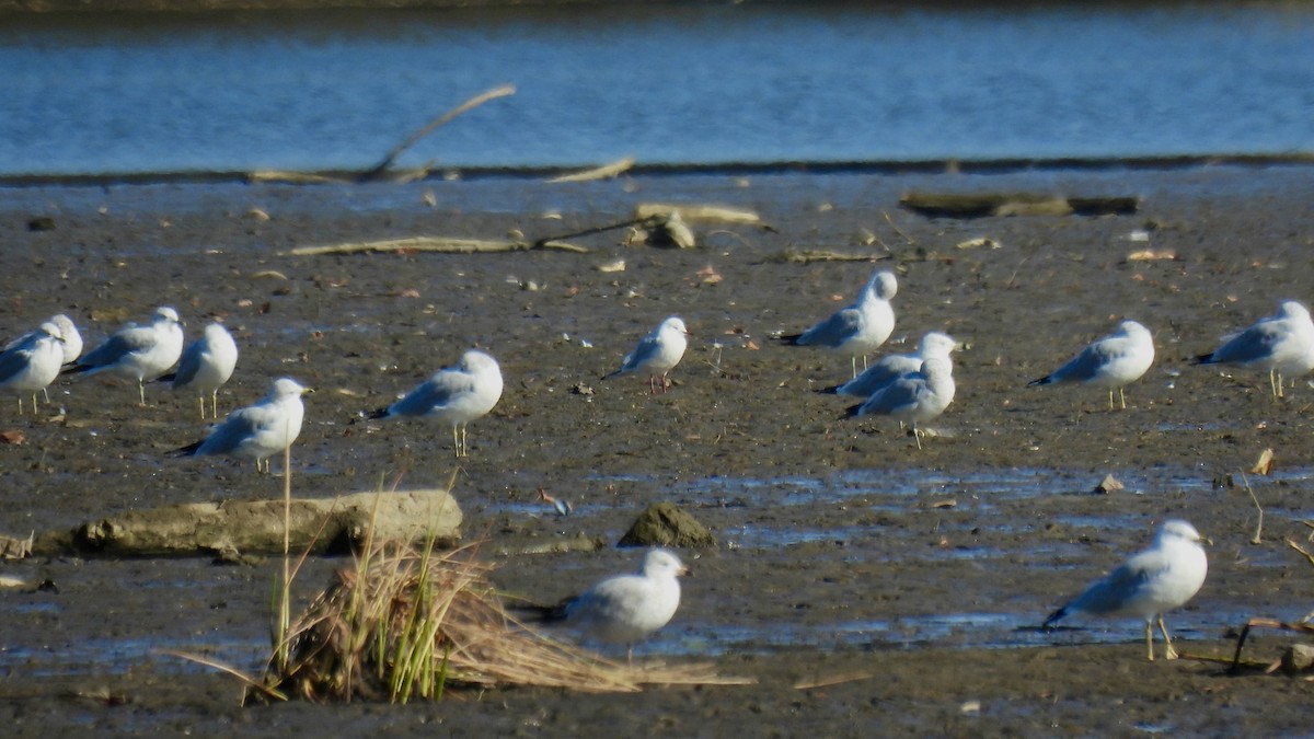 Black-headed Gull - ML645855923