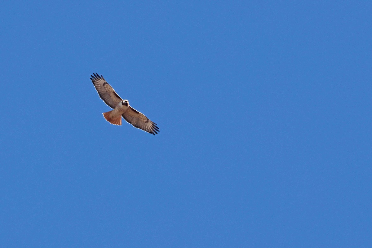 Red-tailed Hawk (calurus/alascensis) - ML645855924