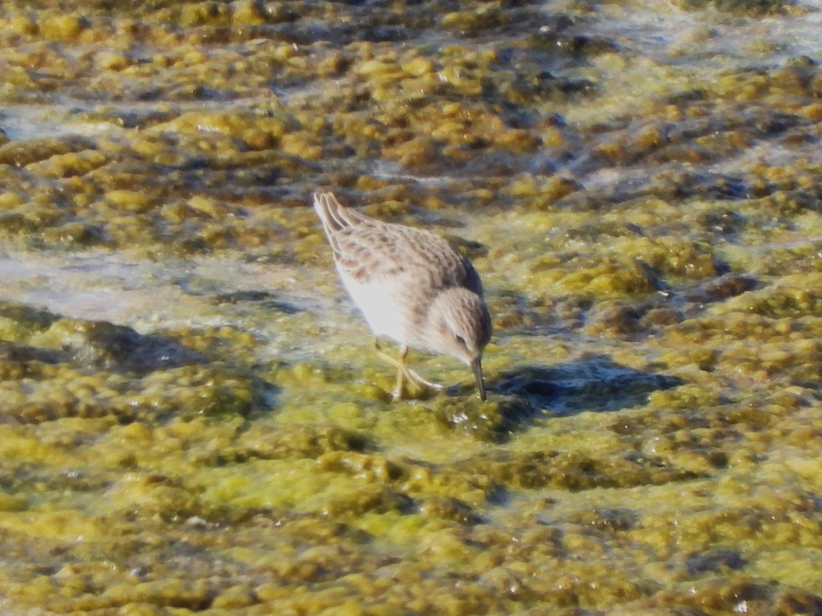 Least Sandpiper - ML645855925