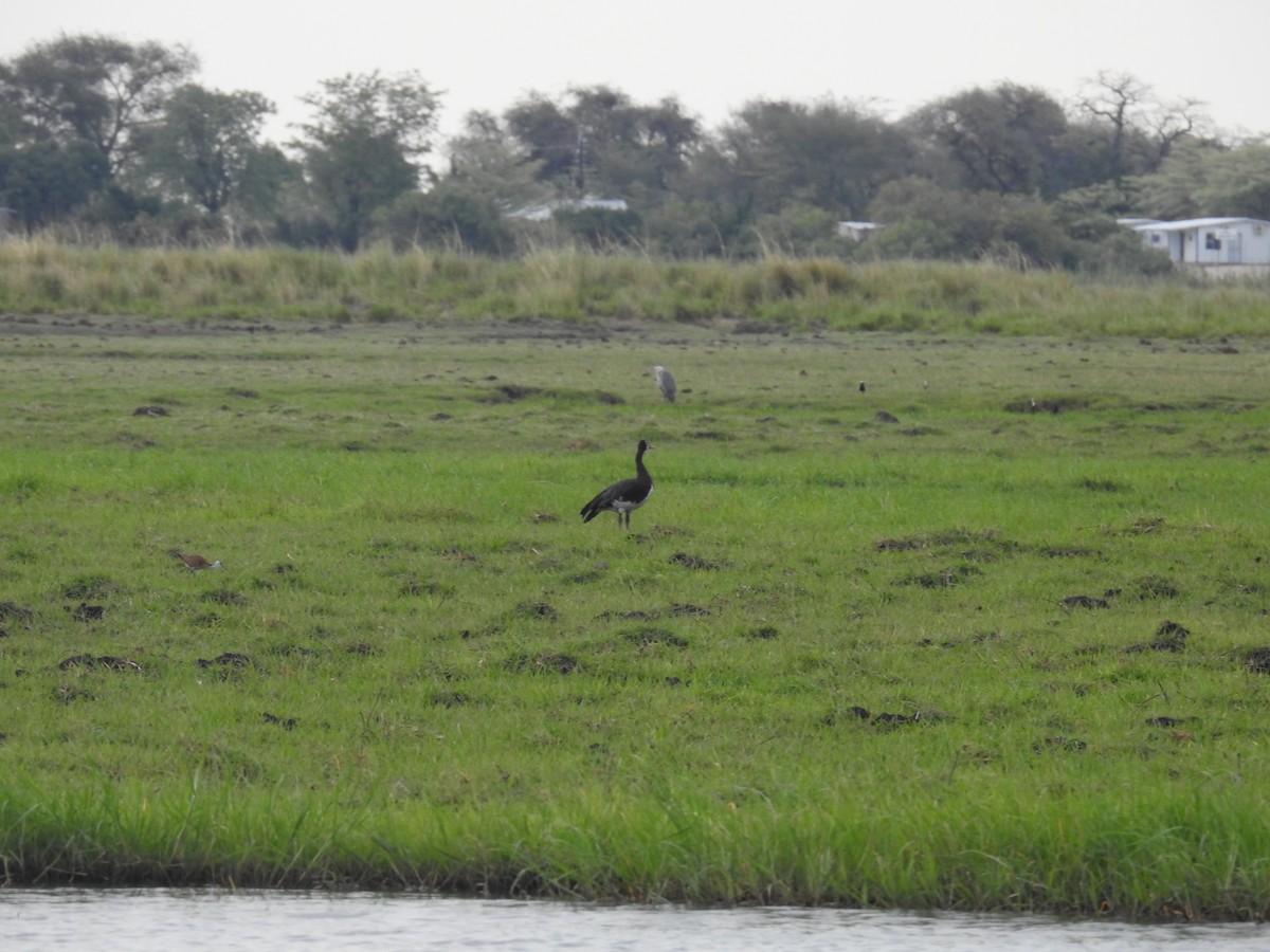 Spur-winged Goose - ML645855926