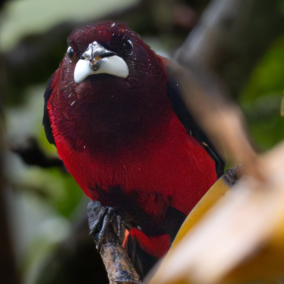 Crimson-backed Tanager - ML645855927