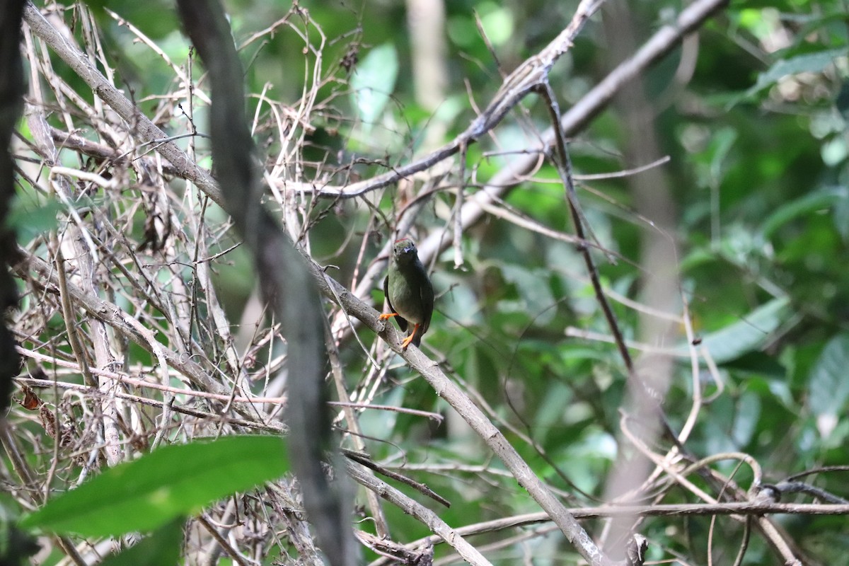 Saltarín Colilargo - ML645855928