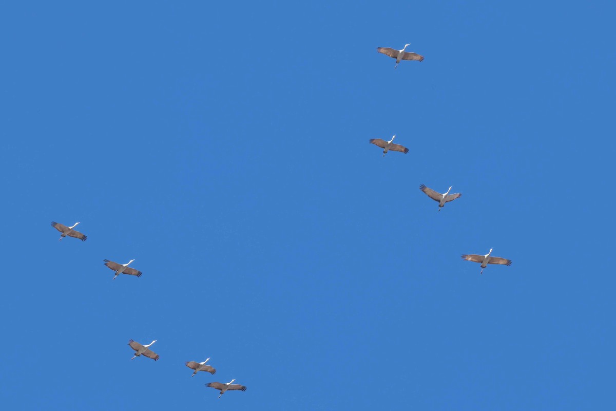 Sandhill Crane - ML645855929