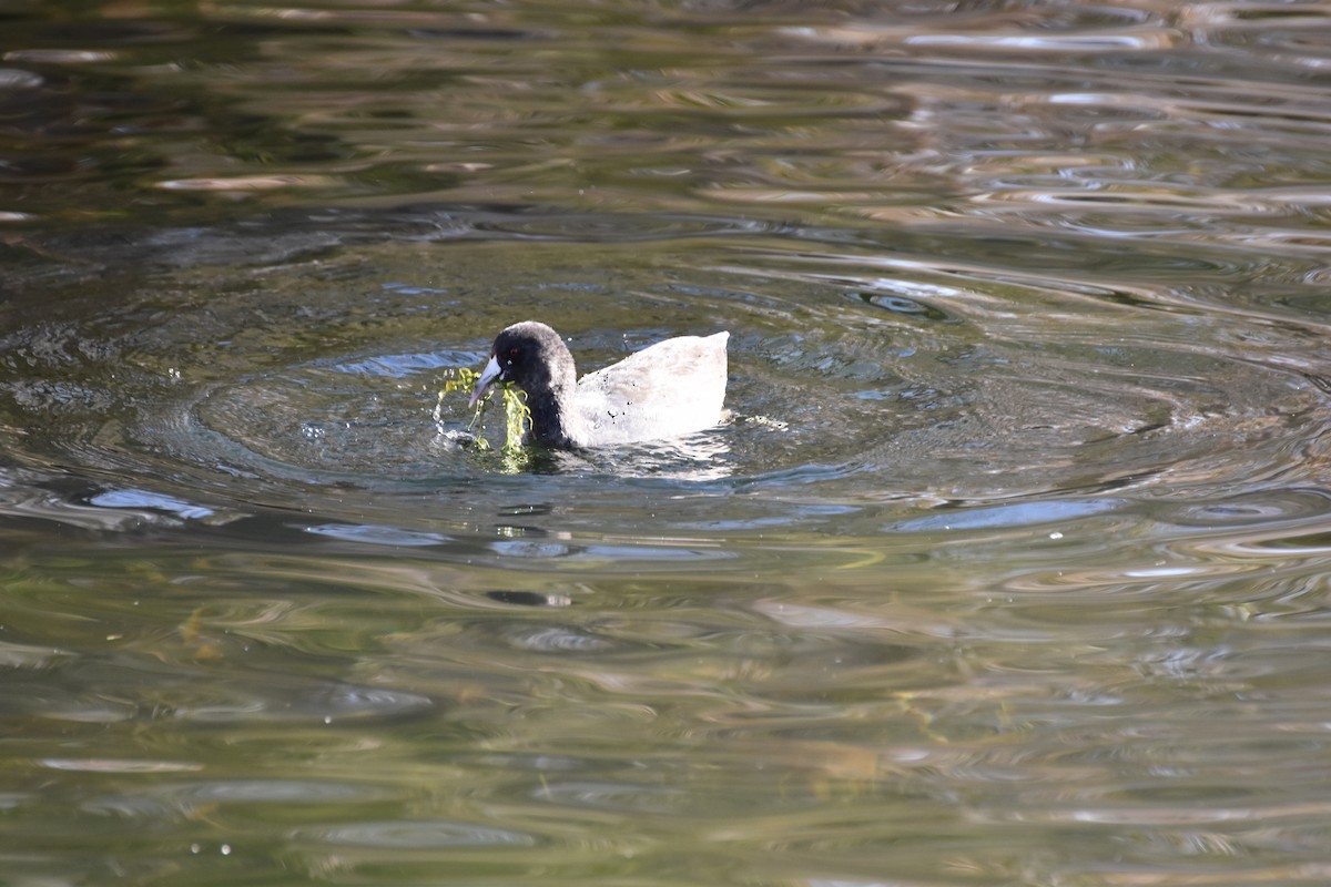 American Coot - ML645855931
