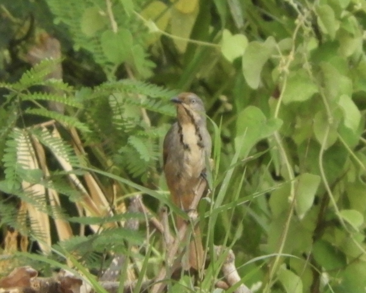 Collared Palm-Thrush - ML645855932