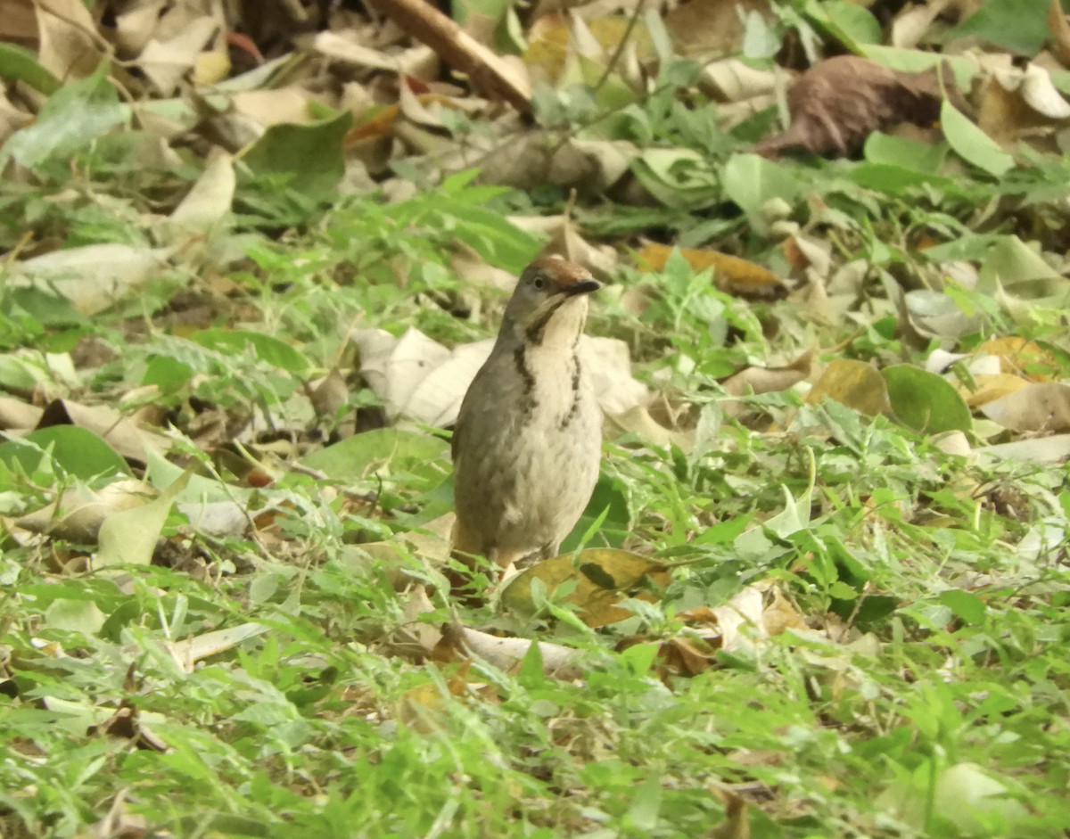 Collared Palm-Thrush - ML645855933