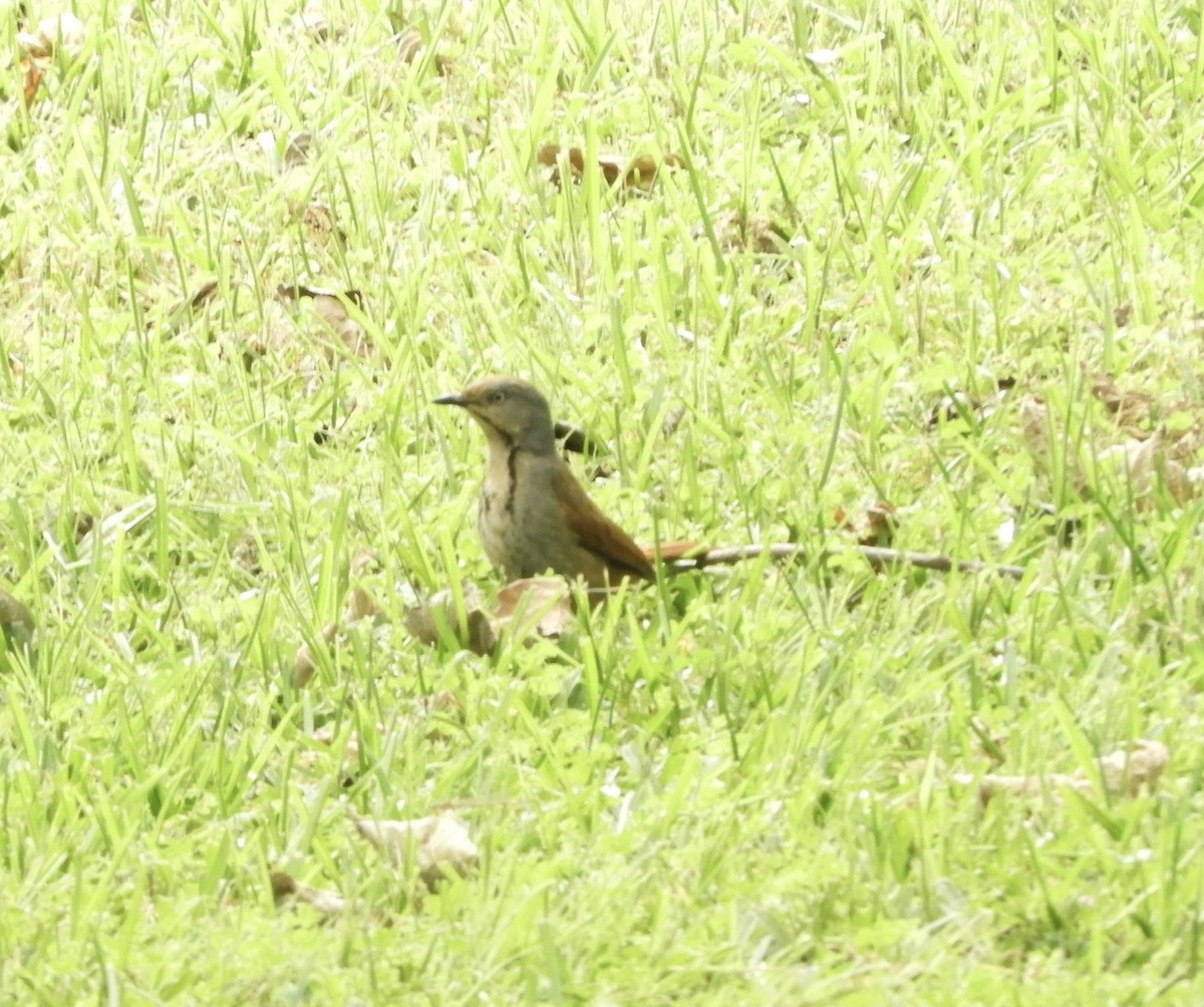 Collared Palm-Thrush - ML645855934