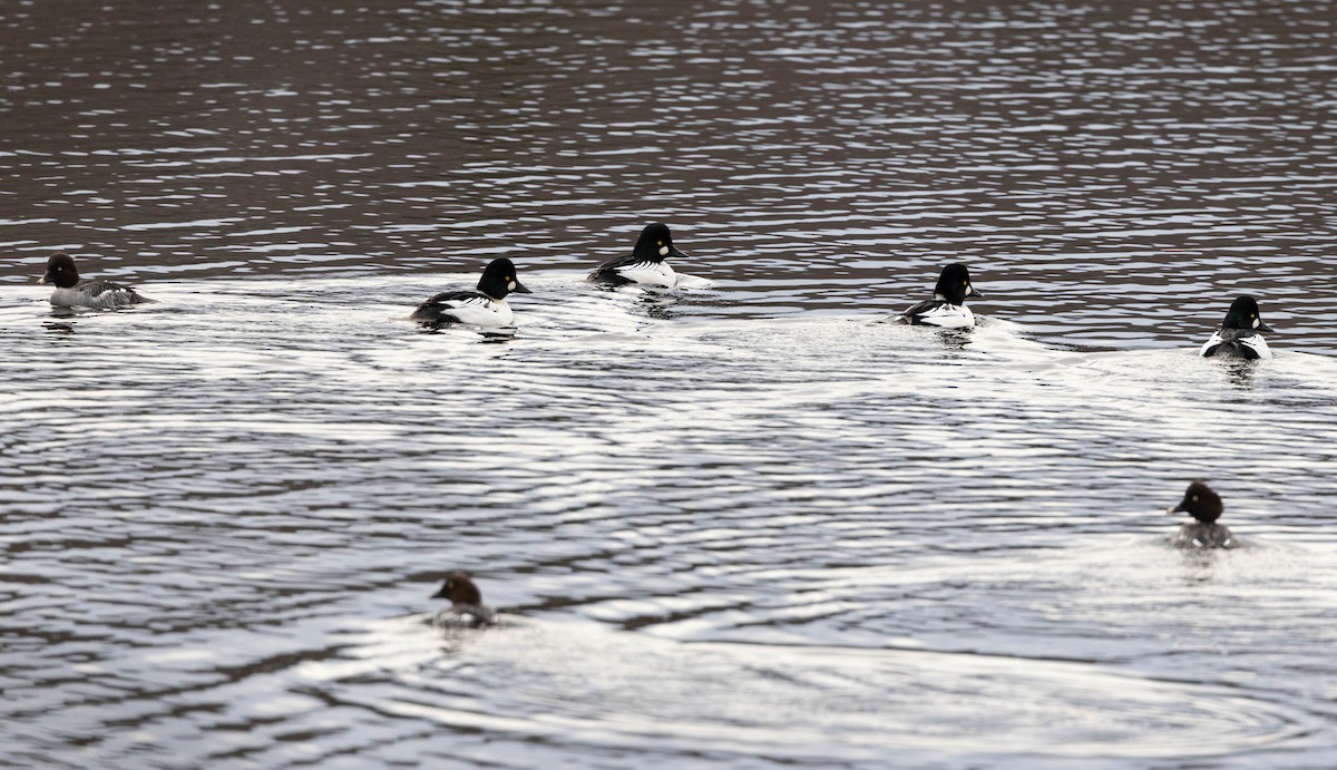 Common Goldeneye - ML645855936