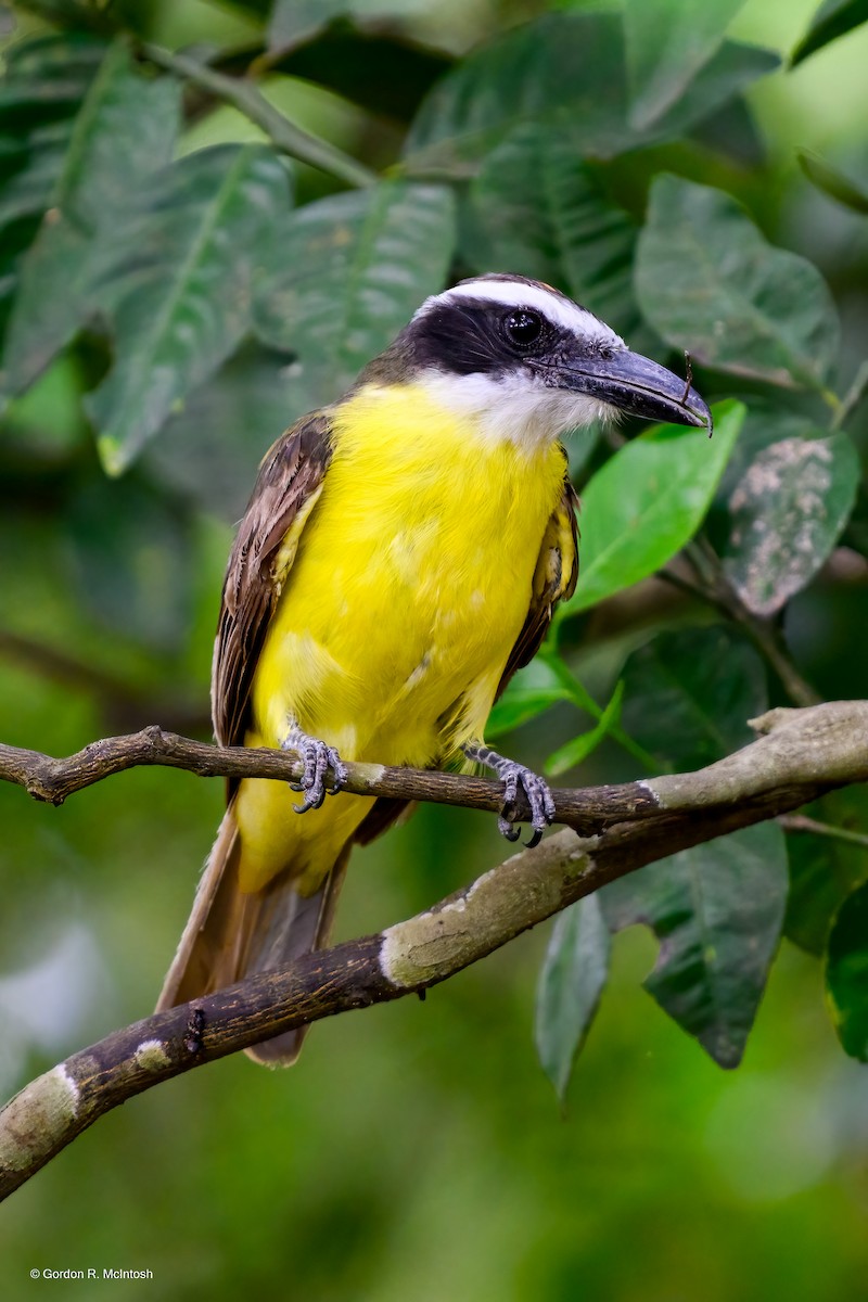 Boat-billed Flycatcher - ML645855937