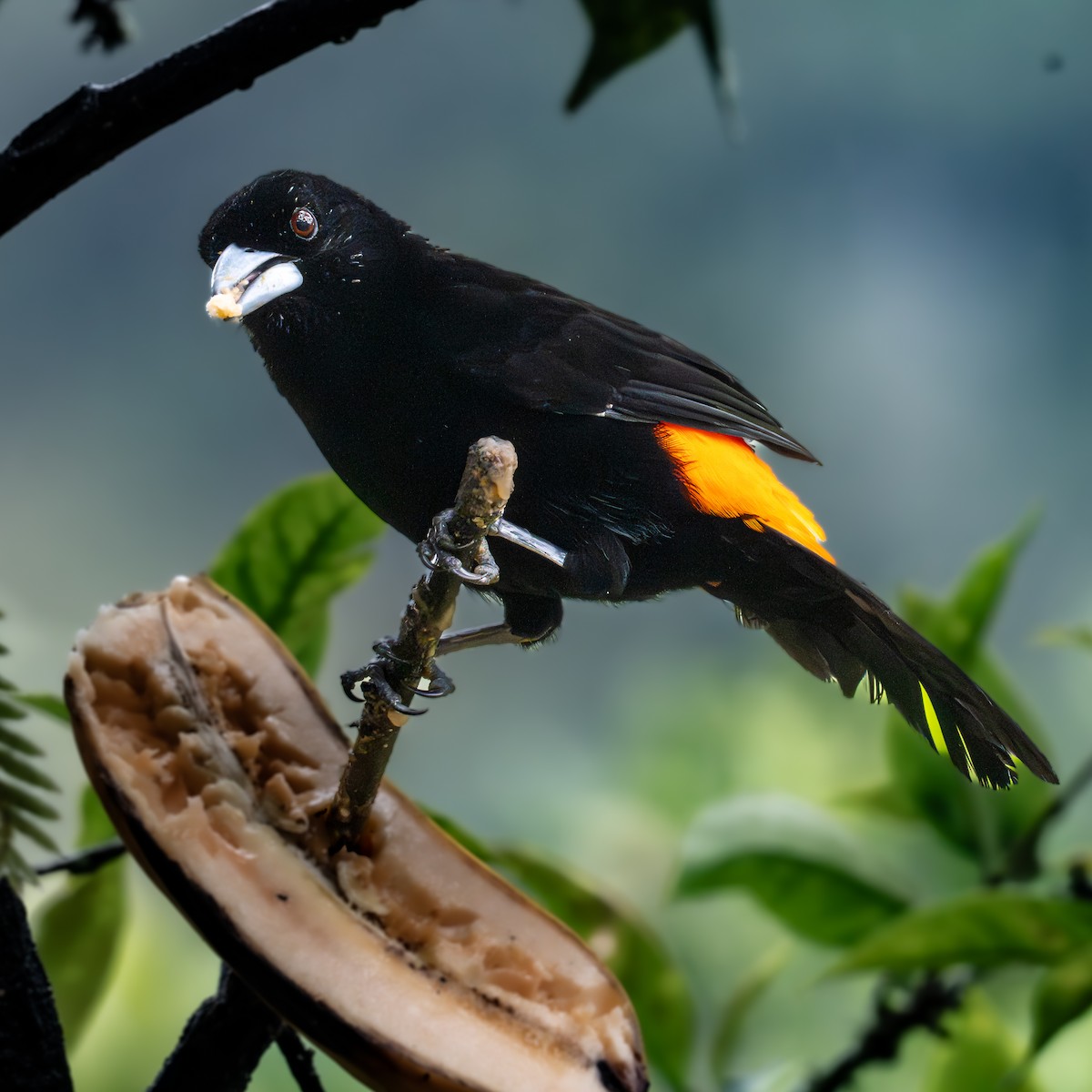 Flame-rumped Tanager - ML645855941