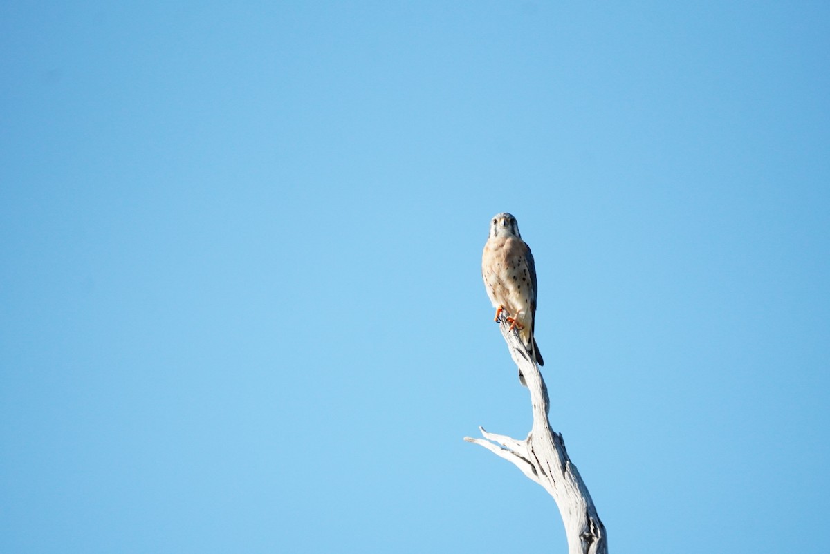 American Kestrel - ML645855944