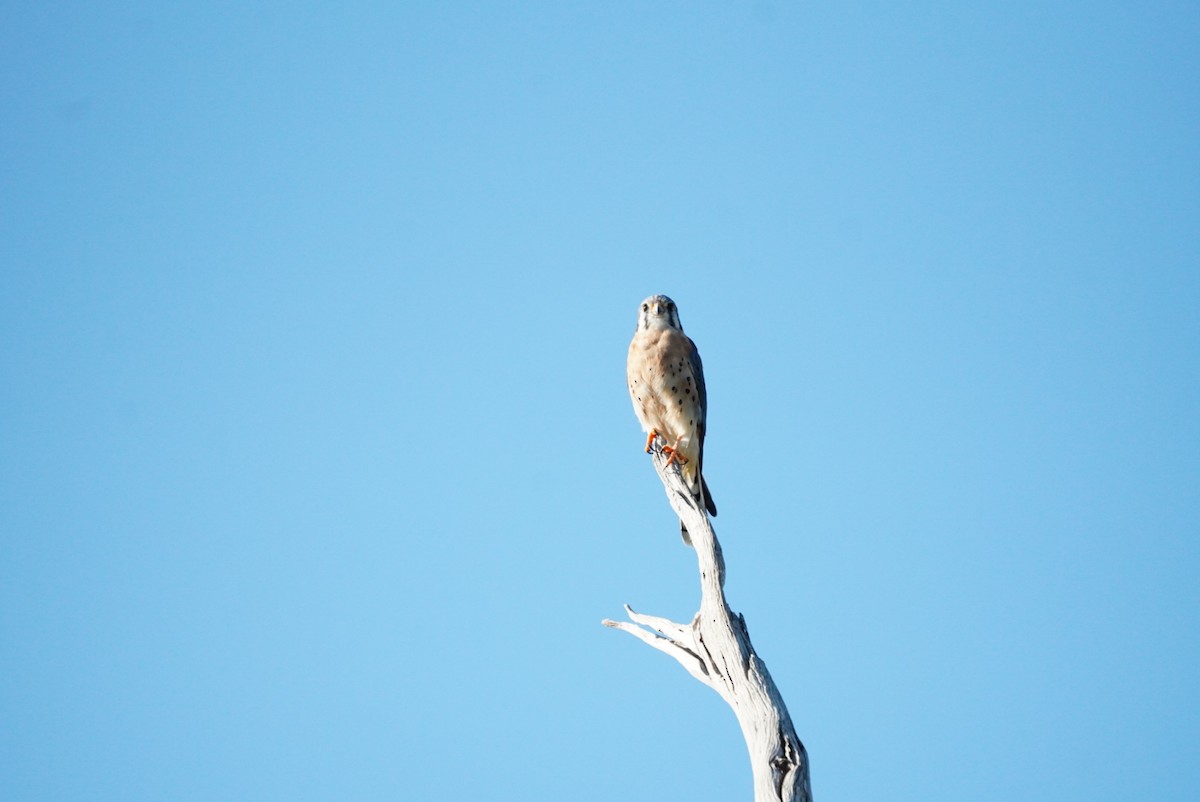 American Kestrel - ML645855946