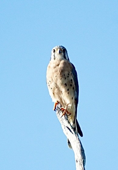 American Kestrel - ML645855947