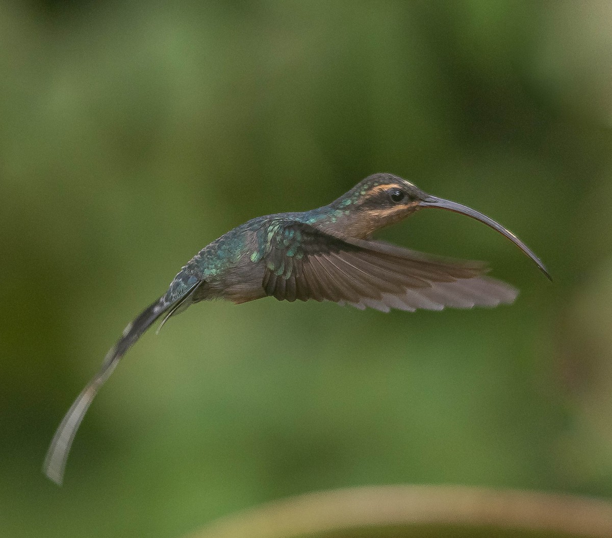 ミドリユミハチドリ - ML645855948