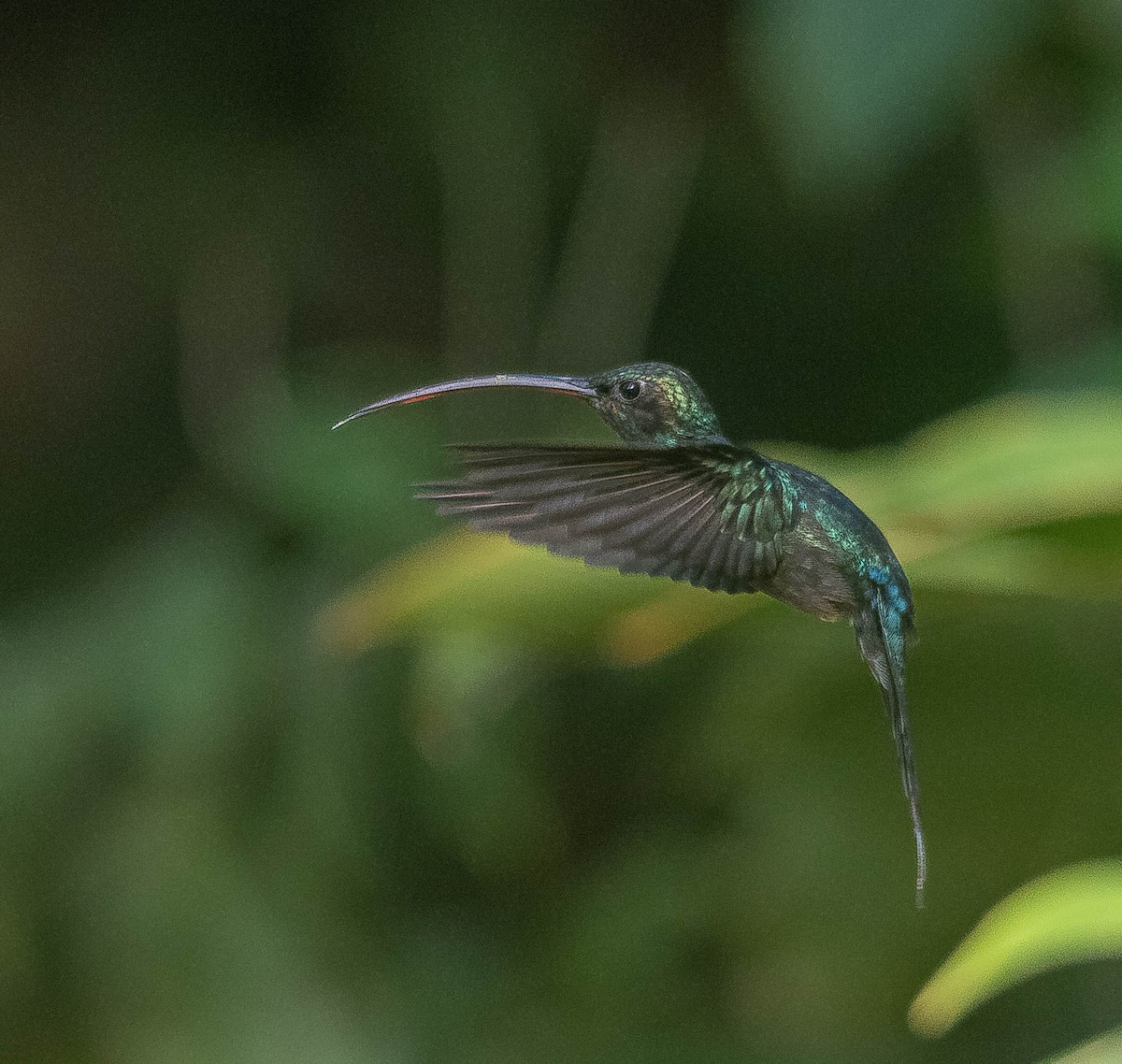 ミドリユミハチドリ - ML645855952