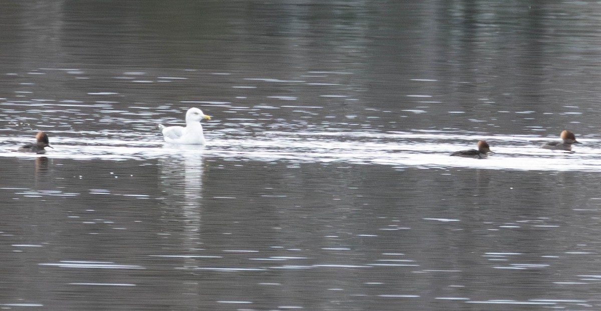 American Herring Gull - ML645855963