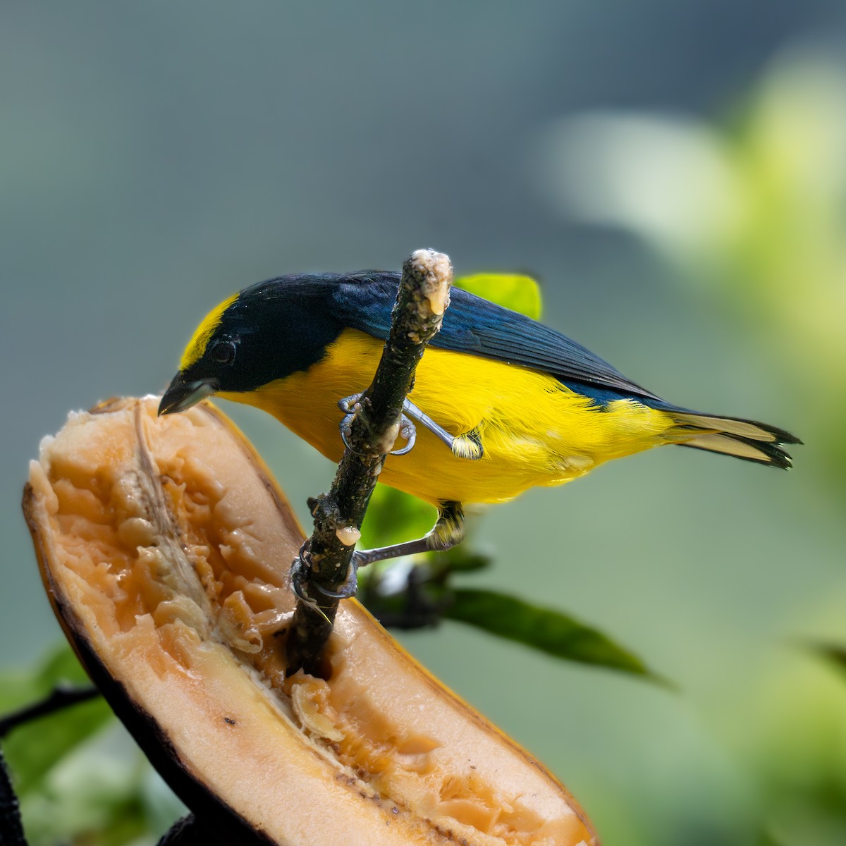 Thick-billed Euphonia - ML645855966
