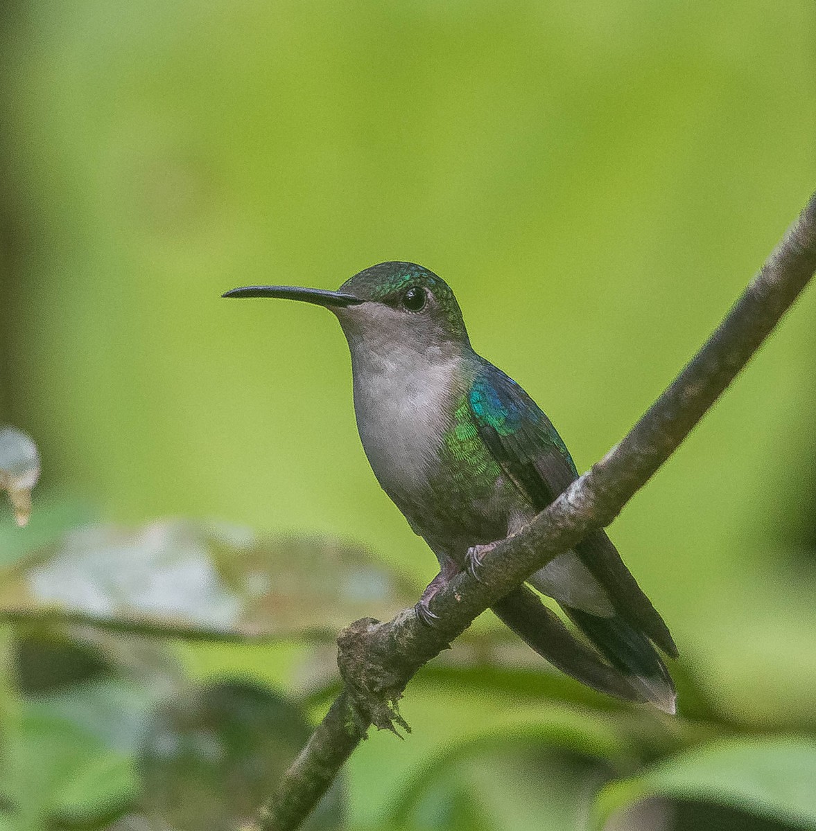 アオボウシモリハチドリ - ML645855967