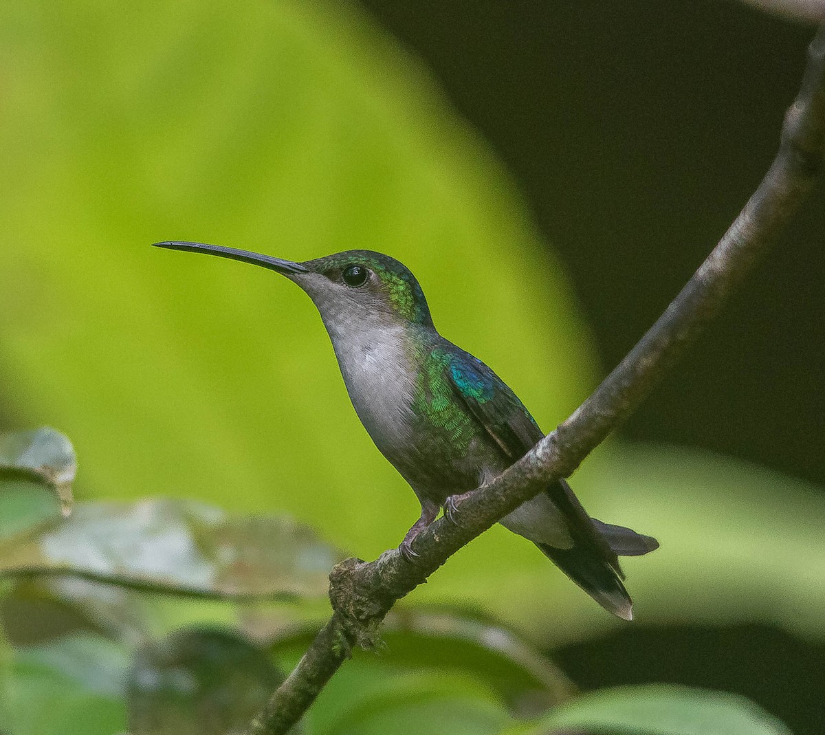 アオボウシモリハチドリ - ML645855968