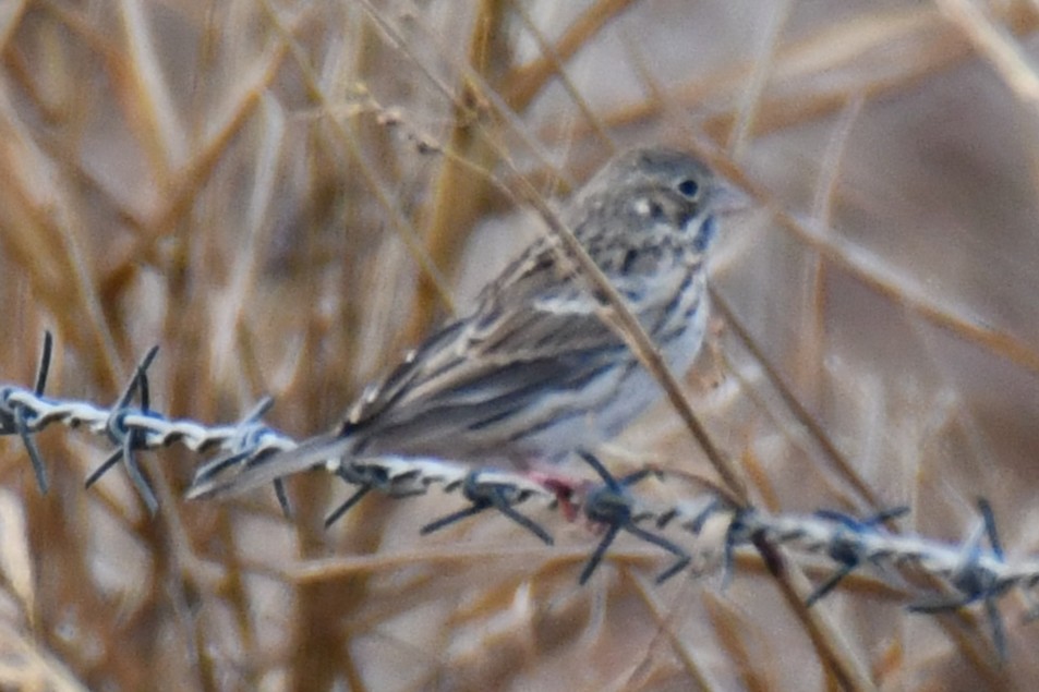Vesper Sparrow - ML645855969