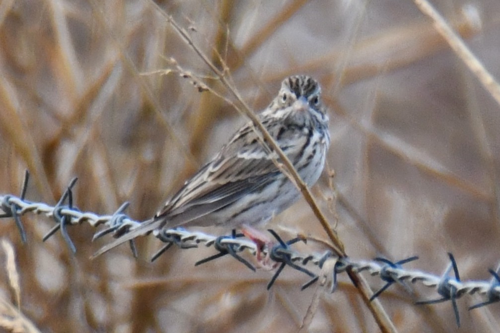 Vesper Sparrow - ML645855970