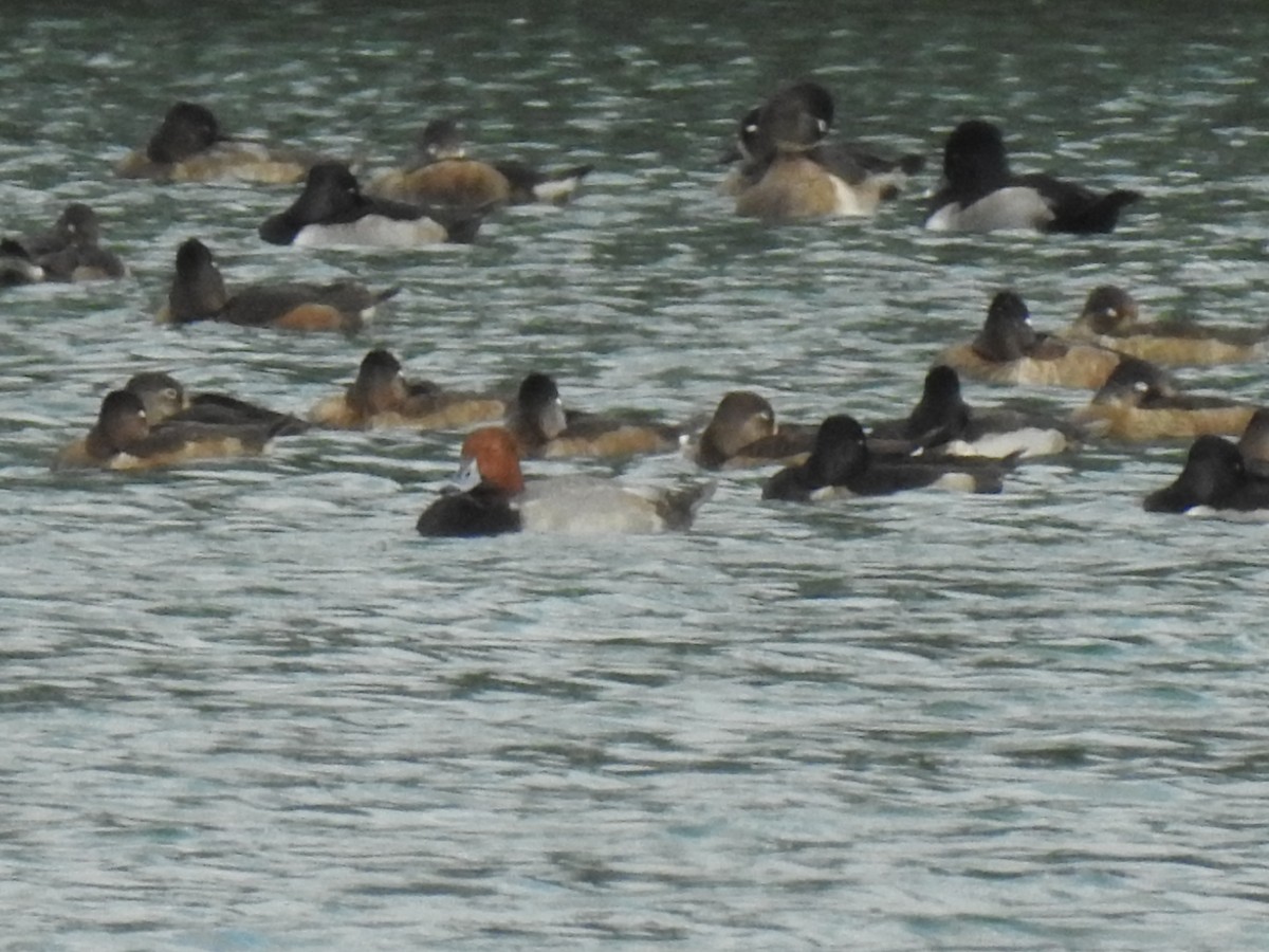 Redhead - ML645855974