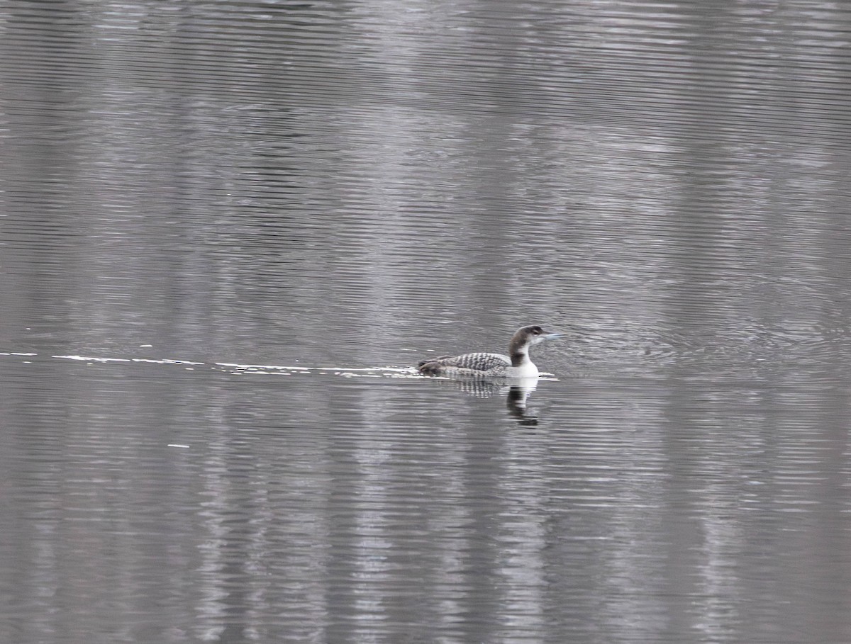 Common Loon - ML645855976