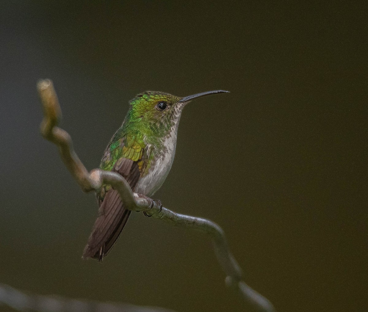 ドウボウシハチドリ - ML645855978